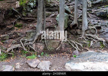 Large tree roots exposed on the ground, taken at Gooseberry Falls State Park Stock Photo