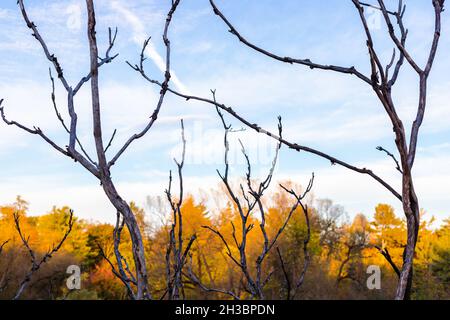 Branches of tree without leaves against blue sky and colorful foliage in fall season in park. Autumn background. Stock Photo
