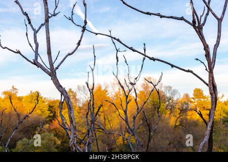 Branches of tree without leaves against blue sky and colorful foliage in fall season in park. Autumn natural background Stock Photo