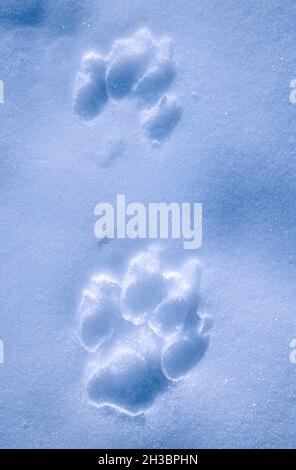 North America; United States; Alaska; Spring; Wildlife; Wolf; Canis lupus; Wolf tracks in snow Stock Photo