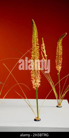 A vertical studio photo with dried plants Stock Photo