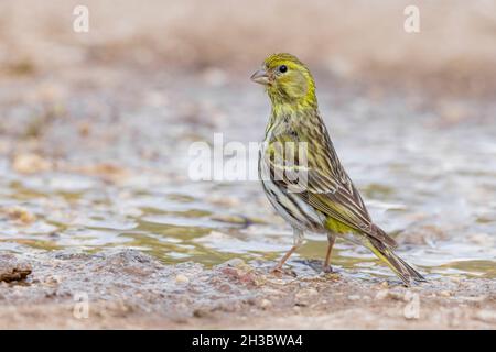 European Serin (Serinus serinus), adult female standing on the ground, Abruzzo, Italy Stock Photo