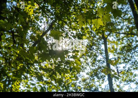 Sunlight shines through leaves on tree in forest, Nanjemoy, MD Stock Photo