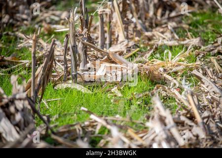 Cover crop planting after corn on Eastern Shore of Maryland Stock Photo