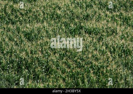 Green corn maize field in early stage Stock Photo
