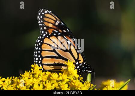Monarch butterfly close-up nectaring on seaside goldenrod Stock Photo