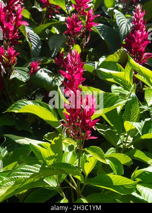 Red Ginger, also calle Ostrich Plume and Pink Cone Ginger (Alpinia purpurata), Red Flower in a Garden in Medellin, Colombia Stock Photo