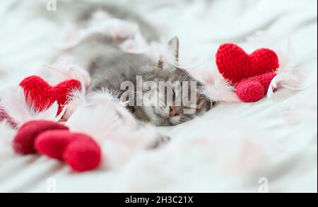 cute cat lies on a white bed and sleeps with his paws outstretched, surrounded by red hearts and feathers Stock Photo