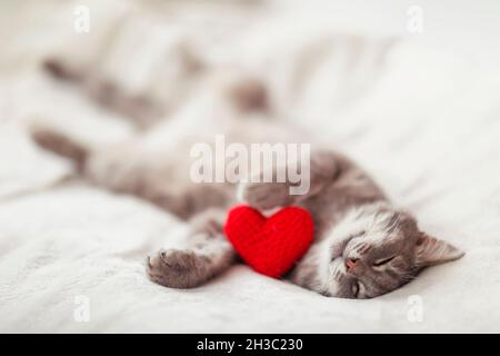 cute cat lies on a white bed and sleeping surrounded by bright red hearts Stock Photo