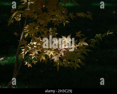 Acer palmatum Bi Ho seen in autumn. Stock Photo