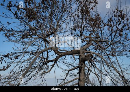 A burnt Aleppo pine tree after a wildfire in the mediterranean woodland on the Judea mountains near Jerusalem, Israel. Stock Photo