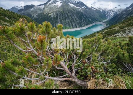 Pine tree trunk, Blue Schlegeis Stausee lake and alps mountains in background. Zillertal, Austria, Europe Stock Photo