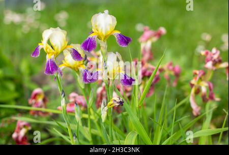 purple and yellow iris flowers on a background of greenery Stock Photo