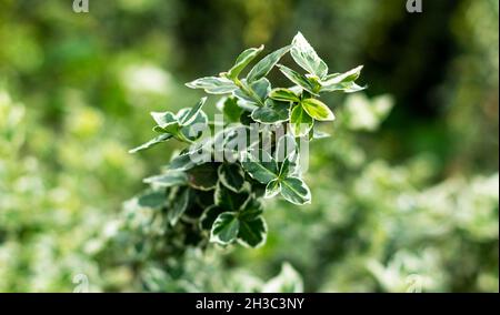 euonymus forchuna, green leaves with a white rim, the plant grows in parks Stock Photo