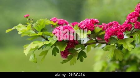Spring flowering trees in the park. Raspberry hawthorn blooms in the garden in spring. Stock Photo