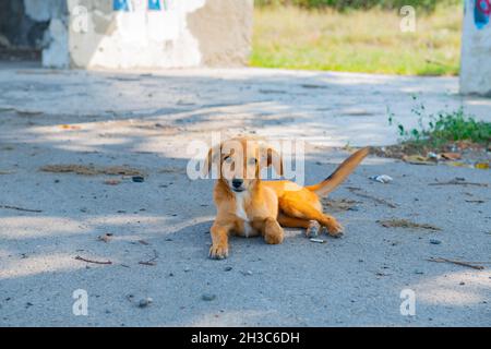 beautiful dachshund puppy lying on the sidewalk Stock Photo