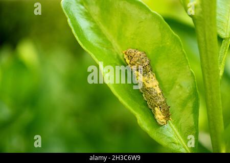 A 3rd Instar Lime Swallowtail Caterpillar Resting on Lime Tree Leaf Stock Photo