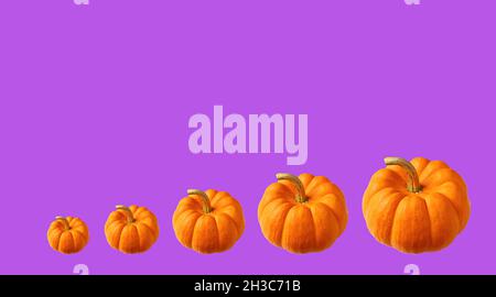Row of Vivid Orange Color Ripe Pumpkins Isolated on Purple Background Stock Photo