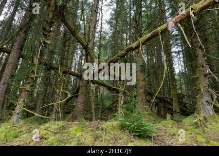 fallen pine trees in Queen Elizabeth Forest Park - Scotland, UK Stock Photo