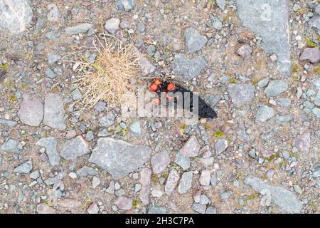 Pine marten (Martes martes) scat with berries on vehicle track in Queen Elizabeth Forest Park, Trossachs, Scotland, UK Stock Photo