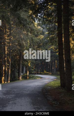 Vertical shot of the road surrounded by green vegetation. Los Dinamos ...