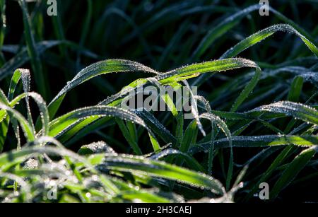 Beautiful long green grass on a winter day full of drops of dew. Dark background Stock Photo