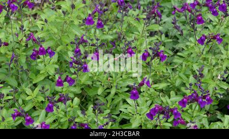 Full frame image of purple salvia flowers and green foliage Stock Photo