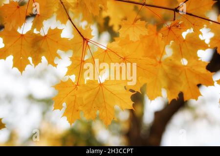 Golden autumn maple leaves view. Autumn maple leafs background. Autumn maple leaves. Maples leaves in autumn Stock Photo