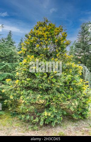 Close up of Frankincense cedar, Calocedrus decurrens, with green branches with yellow tips is an evergreen conifer belonging to family Cupressaceae Stock Photo