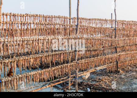 Drying fish at Dublar Char Dubla island , Bangladesh Stock Photo