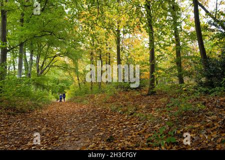 People walking on a bridleway through a typical woodland in Sherwood Forest of deciduous trees. Stock Photo