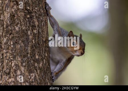Grey Squirrel Stock Photo