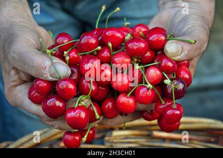 An elderly vendor holds cherries in his hands at La Fiera market in Catania, Sicily. Stock Photo