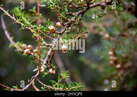 Detail of wet manuka fruit capsules and branches after the rain Stock Photo