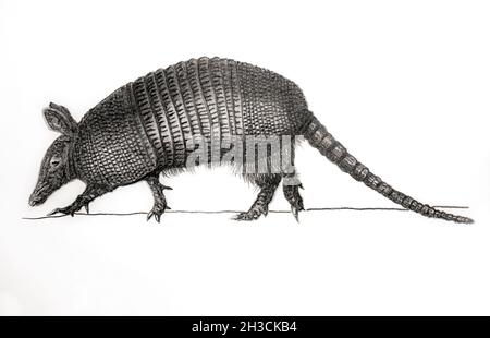 Nine-banded armadillo (dasypus novemcinctus)  2019, graphite pencil on paper., graphite pencil on paper. Stock Photo