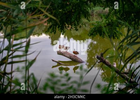 Three Ducks sitting on a tree branch coming out of water, framed by reeds, Dunakeszi, Hungary Stock Photo