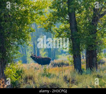 male moose in woods in late summer Stock Photo