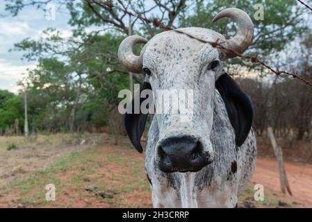 Close up of a horned steer of the Gir breed of white and black coloration. Gir is a Zebu breed of Indian origin. Dairy cattle on farm in rural Brazil. Stock Photo