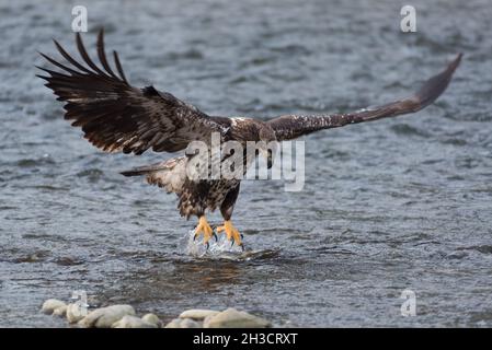 Immature bald eagle lands with talons extended and wings fully extended on a chum salmon in the Nooksack River, Washington State Stock Photo