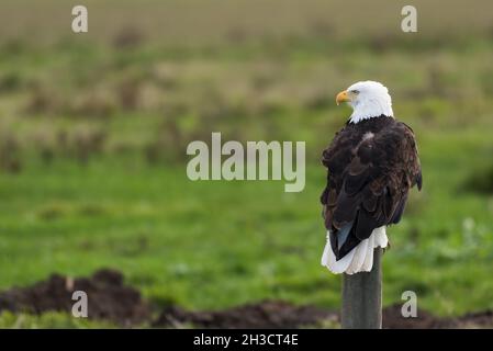 A mature bald eagle seen from back sitting on fence post with out of focus farmland in background and head turned towards open space Stock Photo