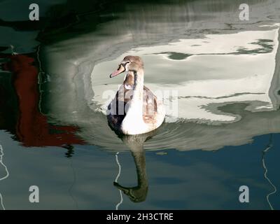 A young swan swimming gracefully in Poole Harbour, Dorset, England, UK Stock Photo