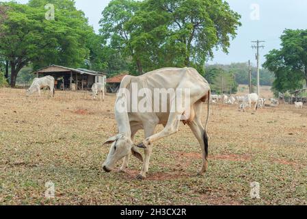 Nellore cow scratching his head with his hind leg in the countryside of Brazil. Nelore is a breed widely cultivated in the country to obtain noble cut Stock Photo