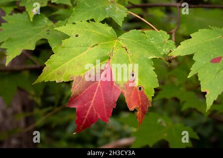 Red maple (Acer rubrum) is transitioning from green to red as fall settles in. Raleigh, North Carolina. Stock Photo