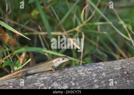 Skink crawling on wooden log with grass on the background. Eutropis multifasciata. Stock Photo