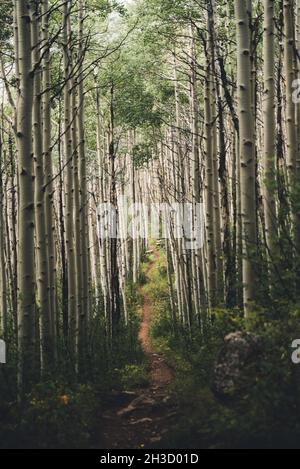 Aspen trees lining a path during the summer Stock Photo - Alamy
