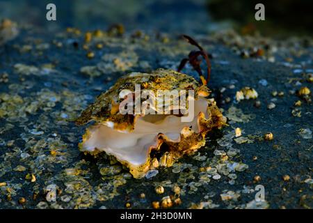A wild oysters shell opened  and still clinging to athe rocky shore on Vancouver Island British Columbia Canada Stock Photo
