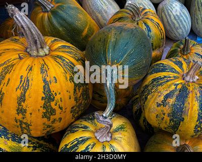 Colorful pumpkins collection on the market close up Stock Photo