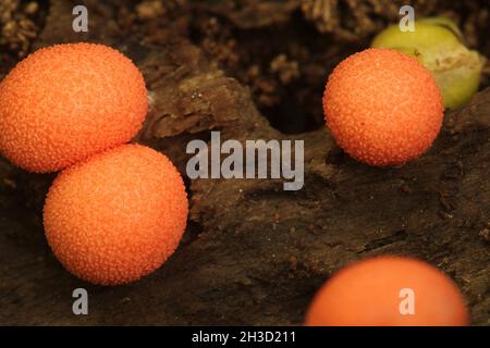 Fruiting bodies of wolf's milk slime mold (Lycogala epidendrum)