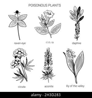 Set of black and white hand drawn poisonous plants. Illustration of toxic herbs in line art sketchy style.  Stock Vector