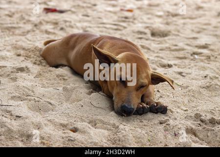 a dog sleeping on the beach sand Stock Photo